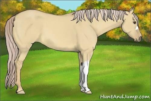 Horse Color:Palomino Dun 
