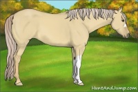 Horse Color:Palomino Dun 