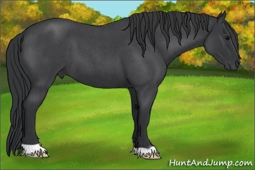 Horse Color:Blue Roan 