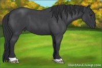 Horse Color:Blue Roan 