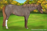 Horse Color:Liver Red Roan 