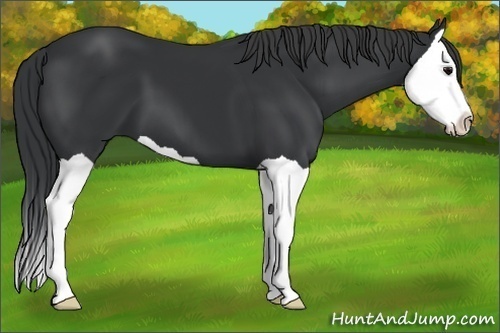 Horse Color:Black Splash