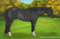 Horse Color:Black Rabicano 