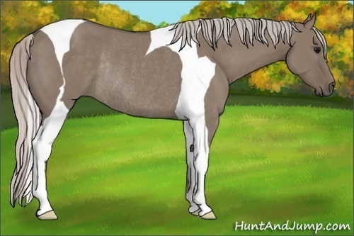 Horse Color:Silver Grullo Tobiano Rabicano 