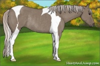 Horse Color:Silver Grullo Tobiano Rabicano