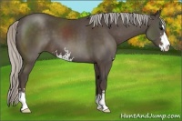 Horse Color:Silver Black Sabino 