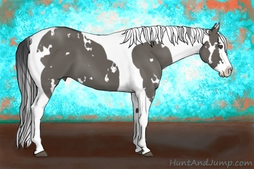 Horse Color:White Spotted Grullo Splash Tobiano 