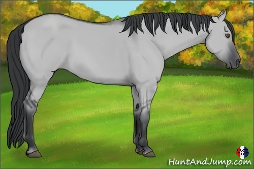 Horse Color:Grullo Chinchilla 