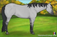 Horse Color:Grullo Chinchilla 