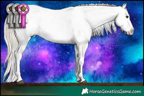 Horse Color:White Spotted Chocolate Palomino Appaloosa 