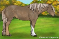 Horse Color:Chocolate Palomino 