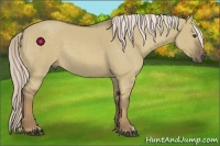 Horse Color:Chocolate Palomino Dun 
