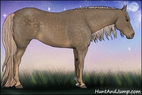 Horse Color:Chocolate Palomino 