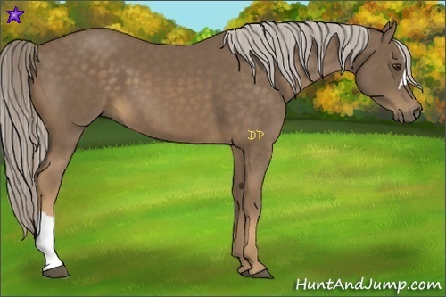 Horse Color:Chocolate Palomino 
