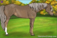 Horse Color:Chocolate Palomino 