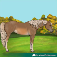 Horse Color:Chocolate Palomino 