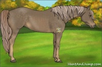 Horse Color:Chocolate Palomino 