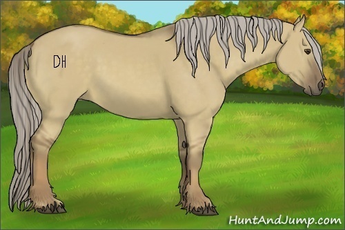 Horse Color:Chocolate Palomino Dun 