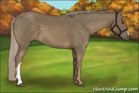 Horse Color:Chocolate Palomino 