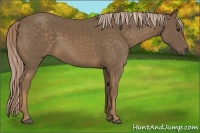 Horse Color:Chocolate Palomino 
