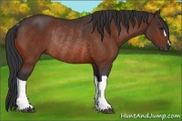 Horse Color:Bay Rabicano 