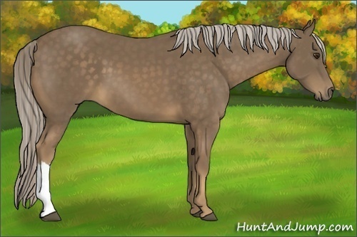 Horse Color:Chocolate Palomino 