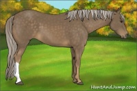 Horse Color:Chocolate Palomino 