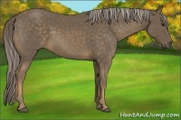 Horse Color:Chocolate Palomino