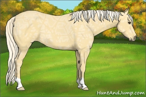 Horse Color:Palomino Ice 