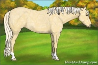 Horse Color:Palomino Ice