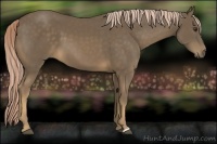 Horse Color:Chocolate Palomino 