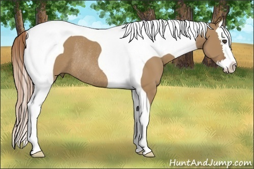 Horse Color:Red Dun Splash Tobiano Rabicano 