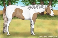 Horse Color:Red Dun Splash Tobiano Rabicano