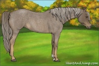 Horse Color:Chocolate Palomino Roan