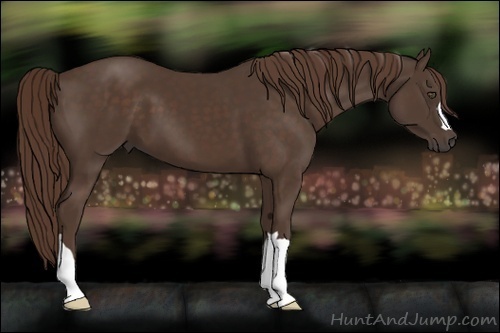 Horse Color:Liver Chestnut 
