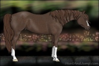 Horse Color:Liver Chestnut
