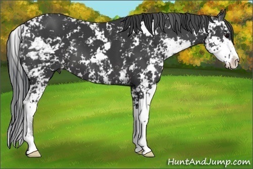 Horse Color:Black Sabino 
