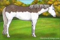 Horse Color:Silver Black Splash