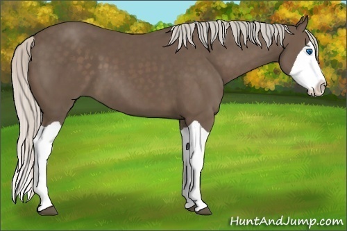 Horse Color:Unknown 