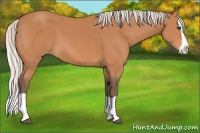 Horse Color:Silver Bay Splash 