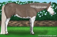 Horse Color:Silver Black Splash