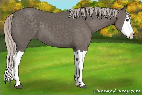 Horse Color:Silver Black Splash 