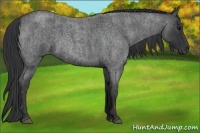 Horse Color:Blue Roan Brindle