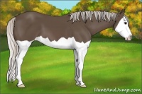 Horse Color:Silver Black Splash