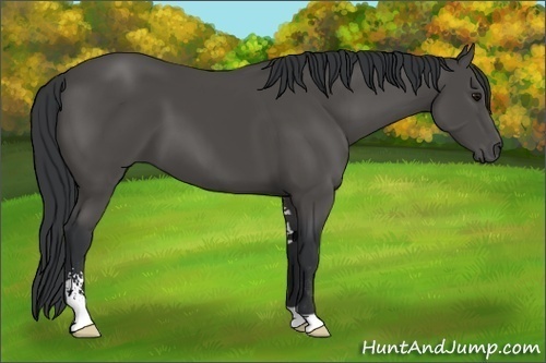 Horse Color:Black Sabino 