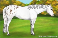 Horse Color:Silver Brown Sabino Appaloosa