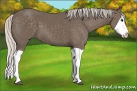 Horse Color:Silver Black Splash