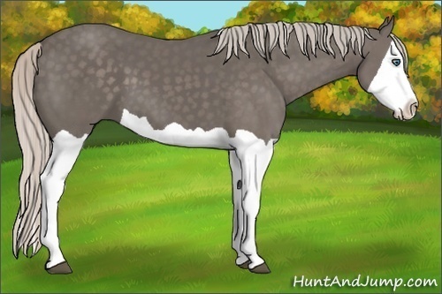Horse Color:Silver Black Splash 