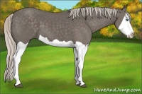 Horse Color:Silver Black Splash 