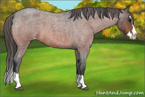 Horse Color:Bay Roan Splash Appaloosa